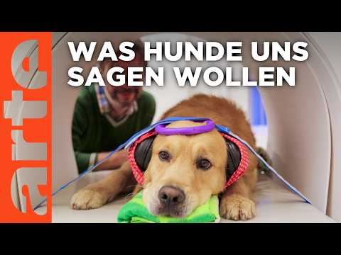 Können Hunde sprechen? | Doku HD | ARTE