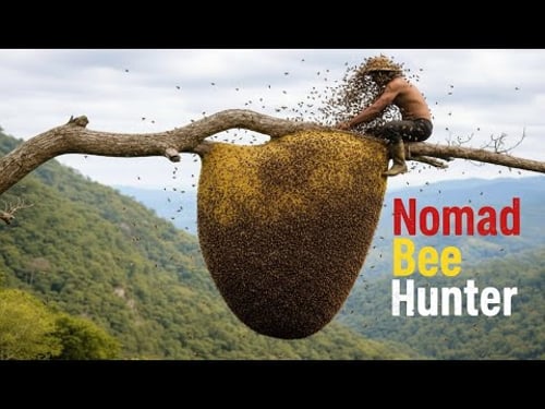 A Dangerous Wild Honey Hunt High in the Jungle Tree