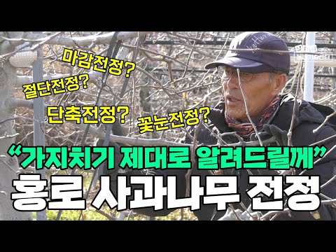 사과 나무 가지치기, 사과전정 홍로 사과나무 전지법 (강사 유병욱)