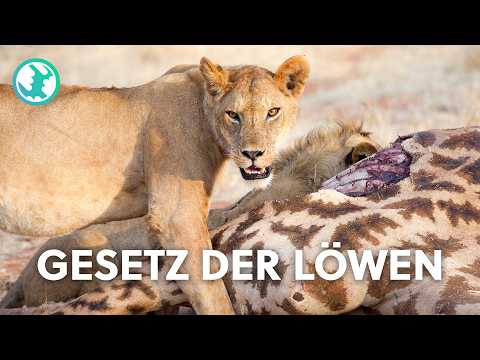 Das Reich der Löwen – Afrikas wildestes Gesetz | XXL Doku