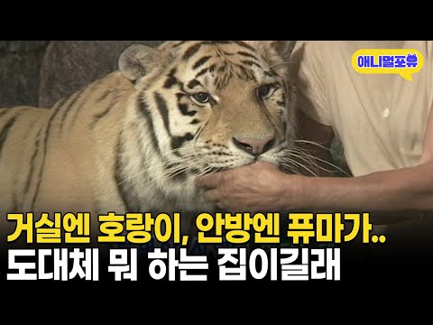 집 구경 갔더니 호랑이가 마중 나온다.. 도대체 뭐하는 집이길래 l KBS 주주클럽 030414 방송
