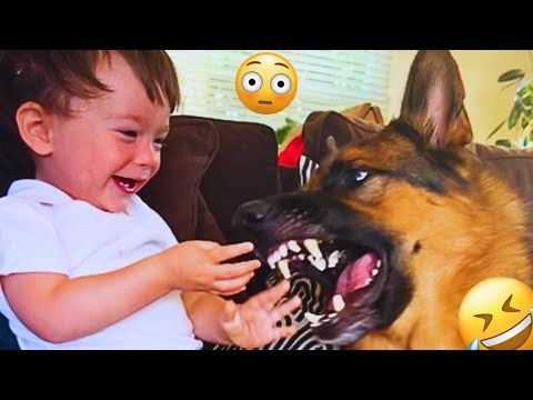 I dare you not to LAUGH at these FUNNY DOGS 😁🦮 - Best Funny Animals Videos 2025 #15