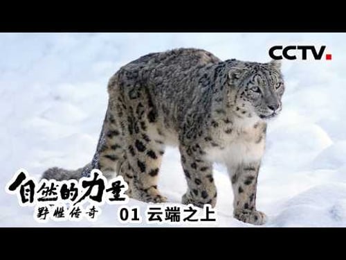 《自然的力量 野性传奇》01 云端之上:地球之巅的生命奇迹 一场与雪豹、野牦牛共舞的生命盛宴【CCTV纪录】