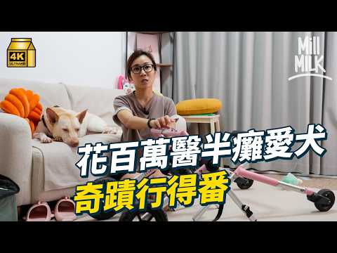 #MM|4歲唐狗突患椎間盤疾病 兩小時內發病由活躍到半身癱瘓 主人花過百萬每個月帶狗做物理治療、按摩、針灸、水療、高壓氧治療 奇蹟重新走路 主人曾患先天性腦血管瘤後改變人生觀|#700萬種生活 #4K