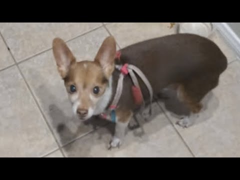 Sophie was one of the Best and Greatest Dog I ever had. πΆπππβ€οΈ