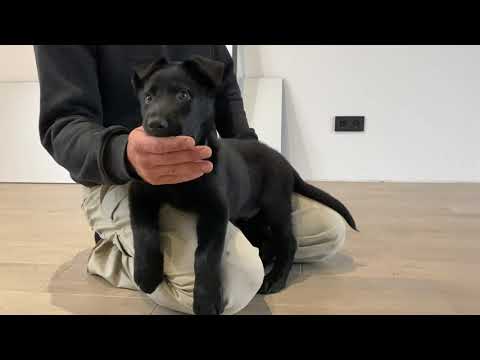 Воспитание щенка немецкой овчарки на карантине