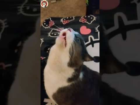 My Cat Doesn’t Live With Me—I Live With My Cat 😂