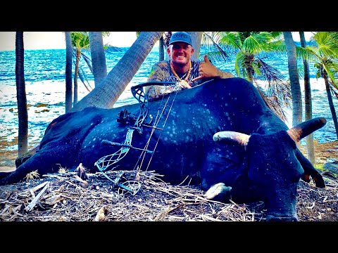 WILD "Devil Horn" BULL!!! {Catch Clean Cook} Pagan, Northern Mariana Islands