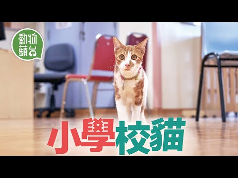 大角咀小學有4隻校貓 老師下課後最愛吸貓 工友親搭貓籠助浪浪產子 #動物蘋台─果籽 香港 Apple Daily─原刊日期:20210531