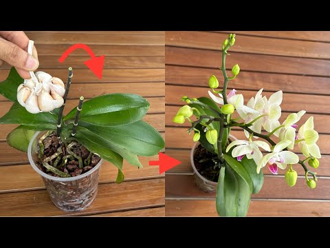 Tôi Đã Làm Điều Rất Dễ Này Và Thật Lạ Phong Lan Đã Nở Không Ngừng Quanh Năm