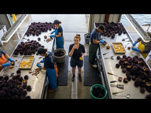 Inside the Largest Sea Urchin Facility – 5,000 Pounds of Golden Roe Daily