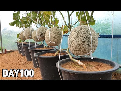 Melon Harvest 2021🍈💖