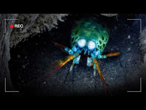 I Sent a Micro Camera Down 100 Holes at the Bottom of the Bali Sea