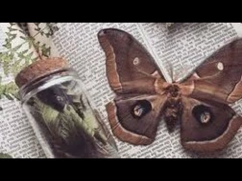 🌼✨песни в стиле эстетики Goblincore 🐌🍃(часть - 2) ;3