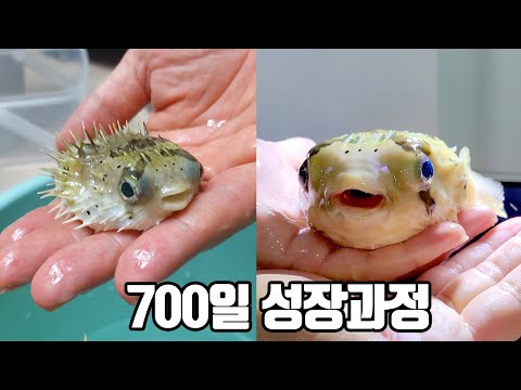 가시복어 뿌동이 700일간의 성장과정!