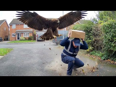 Delivery Drivers vs Animals | When Things Go Wrong