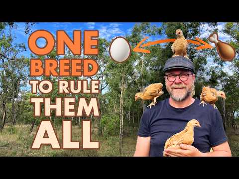 This Incredible CHICKEN Breed Is Perfect for Homesteaders