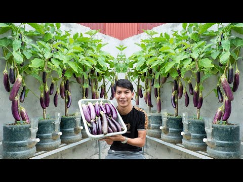 How to Grow Eggplants Quickly Without a Garden – Perfect for First-Time Growers