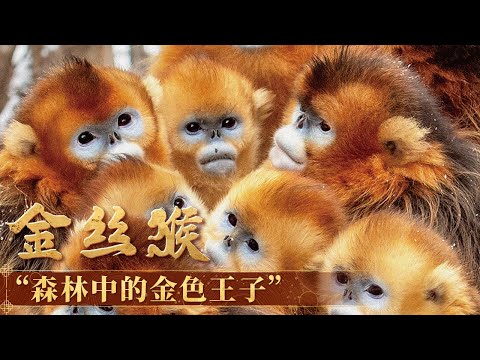 《西游记》孙悟空的原型 走进金丝猴家族 一起解密中国“猴中贵族”的生活 【CCTV纪录】