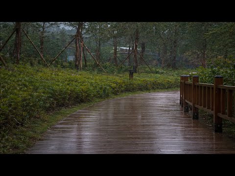 Rain Sound in Forest ⛈️ Heavy Rain on Window for Fall Asleep in 3 Minutes | Soothing Rainy Day Vibes