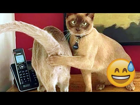 π Try Not to Laugh β Funniest Cat & Dog Videos of 2025! π #funnycats #funnydog #funnyanimails #cat