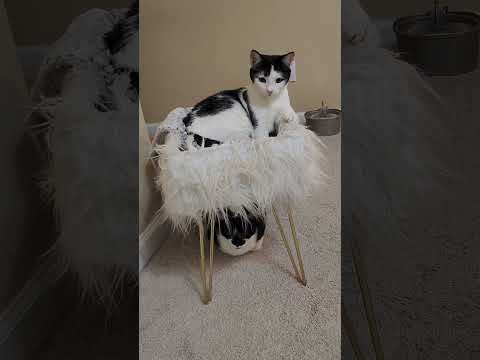 POV: Fat, Jobless & Living Their Best Life ππ± #youtubeshorts #shorts #catsofyoutube #kitten