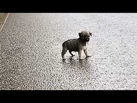 The lost dog walked determinedly toward the girl in the rain, as if she was her destined owner.