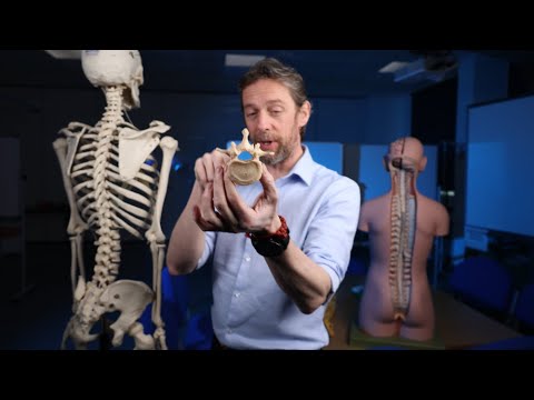 Vertebral venous plexus anatomy