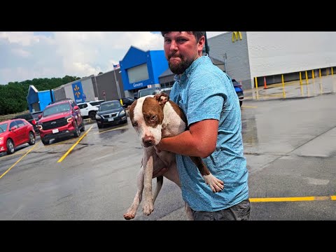 Rescued a Pittie Puppy Abandoned in Parking Lot