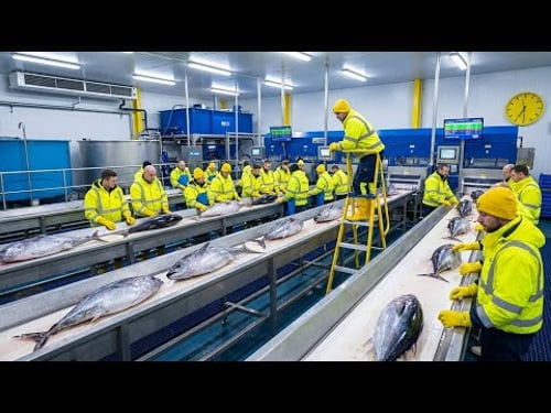 Inside the Factory Where Canned Tuna is Made (The SECRET FULL process)