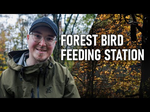 How to Create a Photogenic Bird Feeding Station