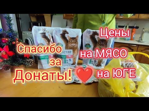 We bought treats for the cats with donations/Volodya DOESN'T WANT to be filmed/ACCIDENTS around t...
