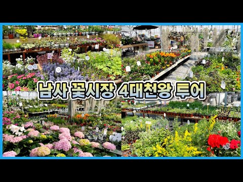 남사 화훼단지 예삐플라워, 에르베플라워, 한플라워, 펠리체가든 하루에 다녀왔어요!! 대박 득템소식까지!!