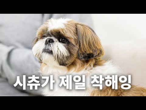 The parenting difficulty level is 0, but they eat poop💩 | Dog Encyclopedia ep. Shih Tzu