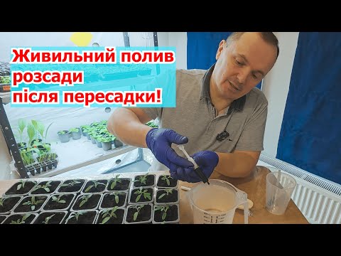 Полийте розсаду томатів цим розчином одразу при пересадці- результат не забариться!