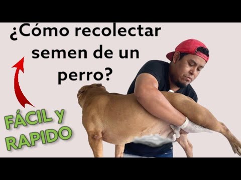 ¿Como recolectar semen 💦 de un perro ? 💉 artificial insemination🚨