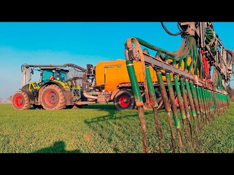 Что сделал навоз с пшеницей? Сгорела или дала мощный рост?