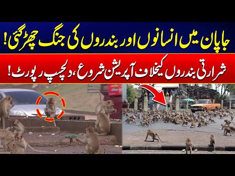 Humans Vs Monkeys War Begins In Japan - Exclusive Report - 24 News HD