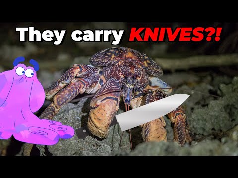 Why Coconut Crabs Would Make Excellent Hired Goons