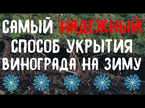 Как укрыть виноград на зиму