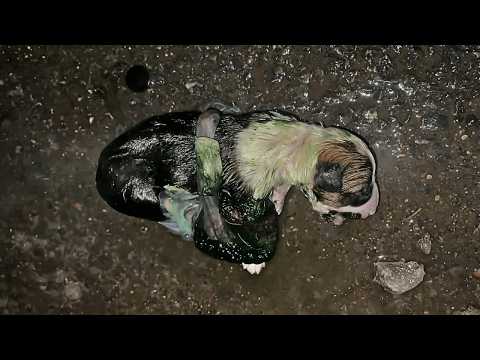 Newborn puppy with umbilical cord intact whimpered roadside, trying to call back its lost mother.