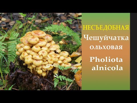 Осторожно! Несъедобный "опёнок"! Чешуйчатка ольховая - Pholiota alnicola