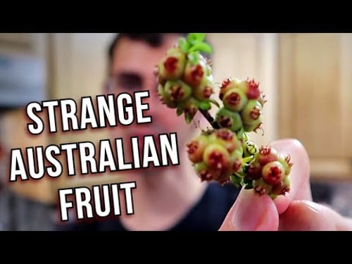 The Bizarre FRUIT & LEAVES of the Kunzea Plant (Muntries) - Weird Fruit Explorer