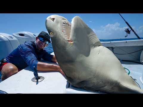 MASSIVE 10ft Lemon shark! Catch Clean Cook