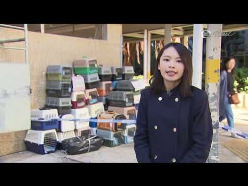 TVB News at 7:30|29 Nov 2025|HONG KONG English Latest NEWS|