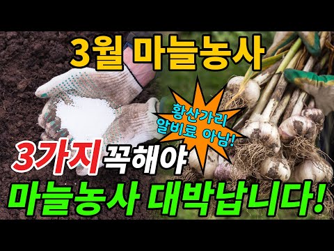 March Garlic Field Fertilization! Do this during this time to ensure a successful garlic harvest.