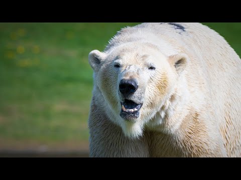 Tiny But Deadly: How Bear Cubs Transform into Deadly Apex Predators