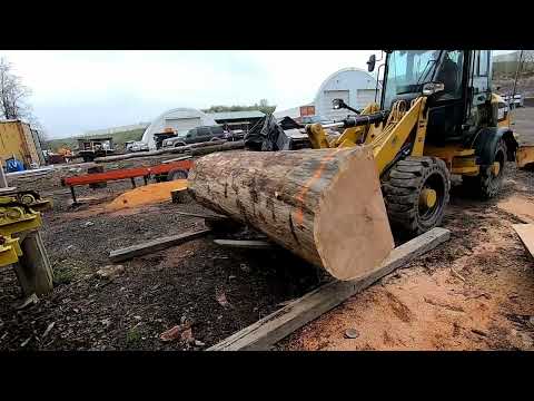 sawing the biggest pin oak log ever # 694