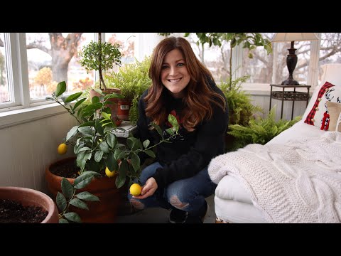 Citrus Growing Update & Care Tips! ππ// Garden Answer