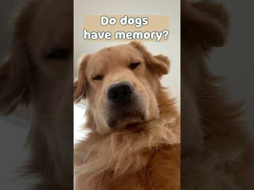 Can Dogs Remember the Past? The Science Behind It! 🐶🕰️